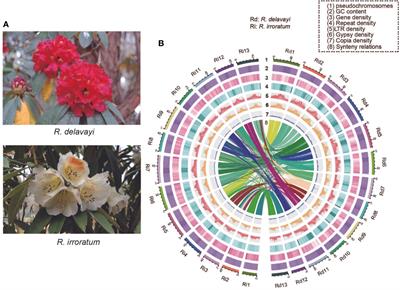 Evolutionary history of two evergreen Rhododendron species as revealed by chromosome-level genome assembly